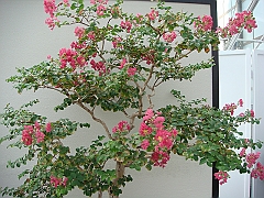 328 Longwood Gardens [2008 August 23]